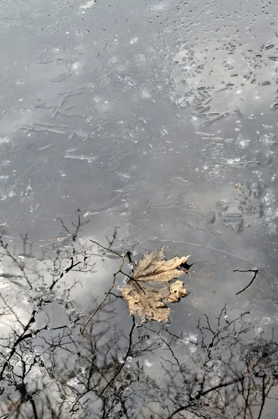 Старый осенний лист на тонком весеннем льду — стоковое фото