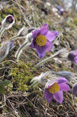 Sabahın erken saatlerinde pasqueflowers.