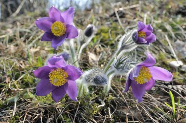 Sabahın erken saatlerinde pasqueflowers.