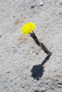 Coltsfoot