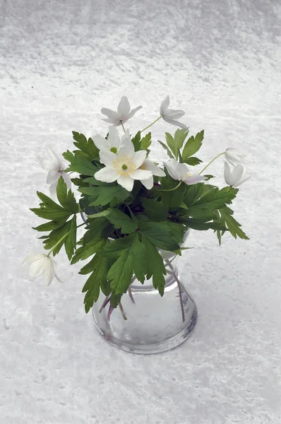 Csendélet windflower — 스톡 사진