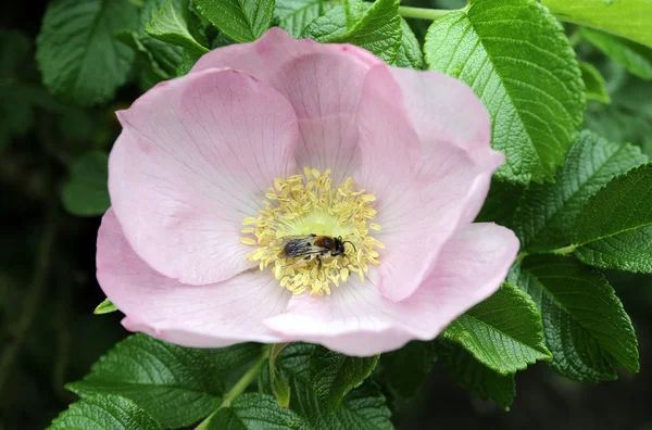 犬-バラの花で蜂 — ストック写真