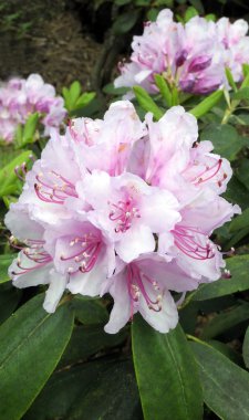 Rhododendron in Blossoming clipart