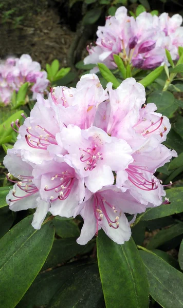 Rhododendron en floración —  Fotos de Stock