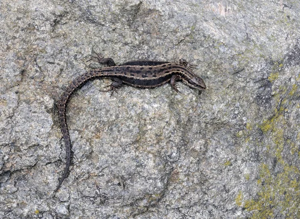 stock image The Sand Lizard