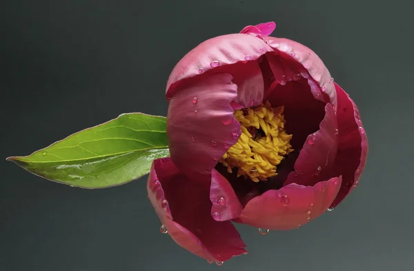 พีโอนี่ ดอกไม้บนพื้นหลังมืด — ภาพถ่ายสต็อก