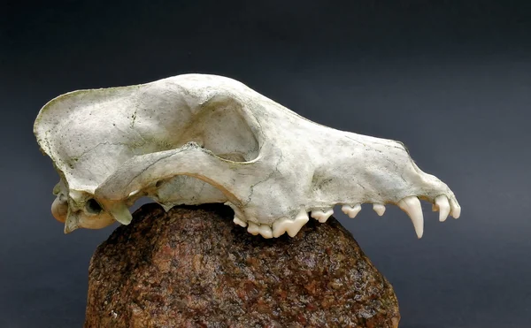 捕食者的头骨 — 图库照片