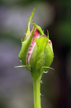 Gül bud