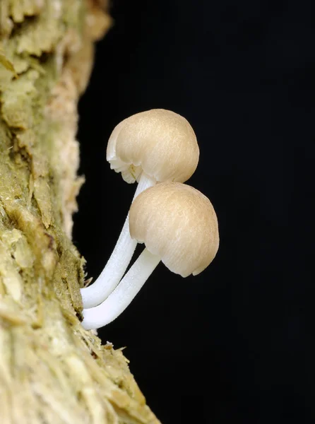 Setas que crecen en un árbol de moldeo —  Fotos de Stock