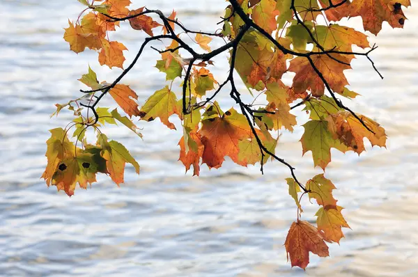 Maple leaves on a wind against water — Stock Photo, Image