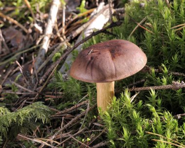 bay bolete