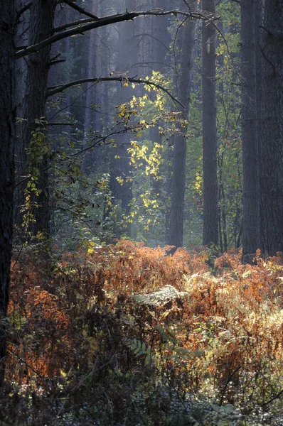 Podzimní dřevo ráno — Stock fotografie