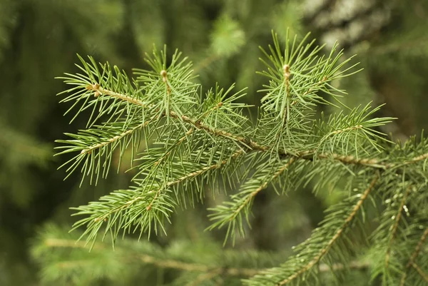 stock image Fur-tree