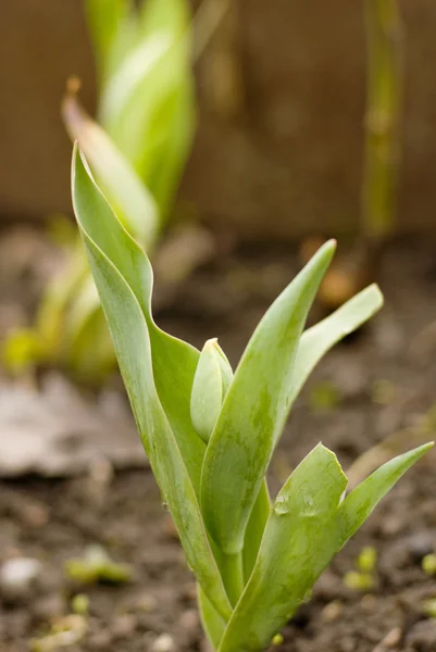 Kvetoucí Tulipán — Stock fotografie