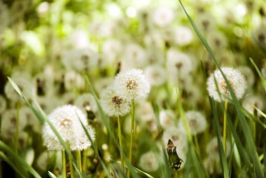 Bed of dandelions clipart