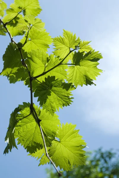 Виноградного листя — стокове фото