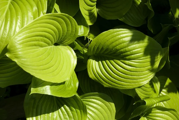 Bardana verde — Fotografia de Stock