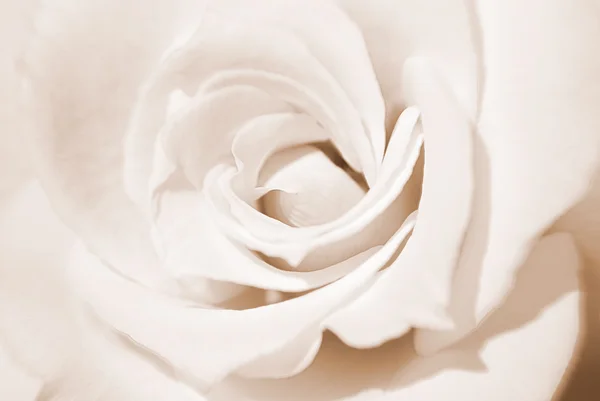 Macro de Sepia Rose —  Fotos de Stock