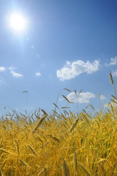 Ландшафтне зображення пшеничного поля — стокове фото