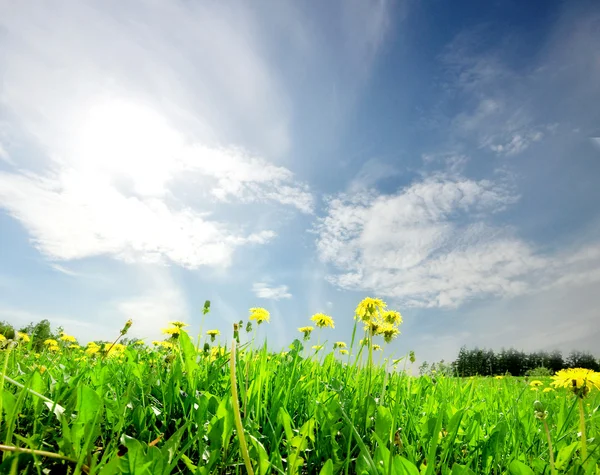 Landscape green field with dandelion — Stock Photo, Image