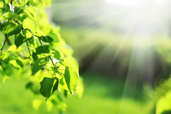 Folhas verdes com raios de sol — Fotografia de Stock