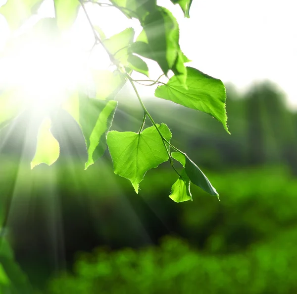 Vigas de sol e folhas verdes — Fotografia de Stock