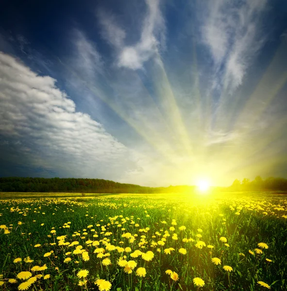 Pole trávy s Pampeliška v západu slunce — Stock fotografie