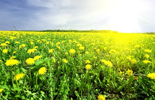 Field of grass with dandelion — Stock Photo, Image