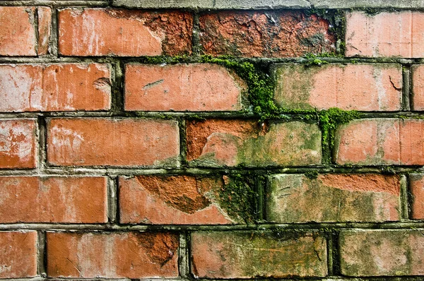 stock image Old red brick wall grown with moss