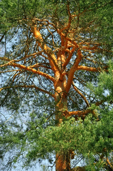 強力な巨大な黒い松の木 — ストック写真