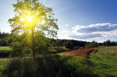 Single big green tree in a meadow clipart