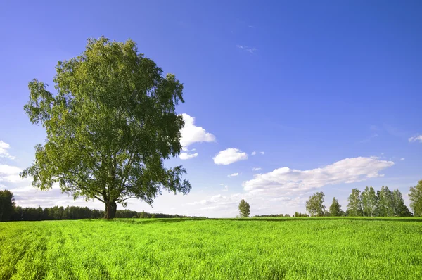Πράσινο δέντρο και συννεφιασμένο ουρανό — Φωτογραφία Αρχείου