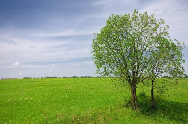 Green tree on the field and cloudy sky — Stock Photo, Image