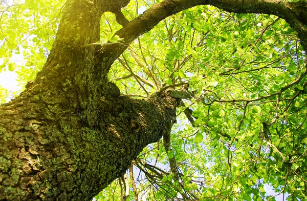 Strålar gör sin väg genom de gröna bladen — Stockfoto