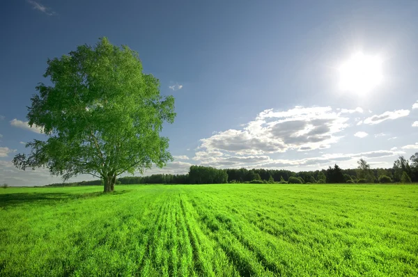 Зеленое дерево на поле и облачное небо — стоковое фото