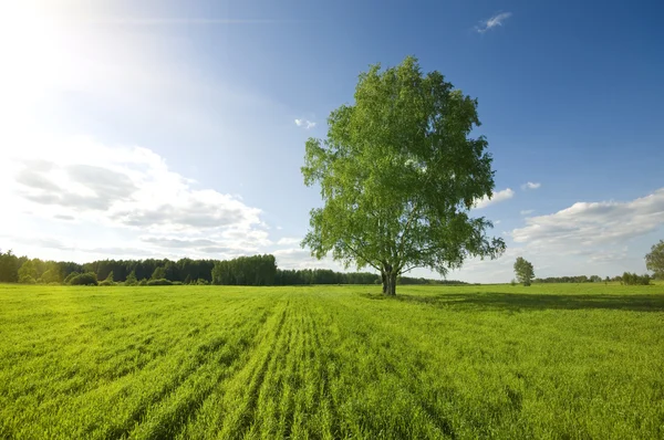 Одно зеленое дерево на поле — стоковое фото
