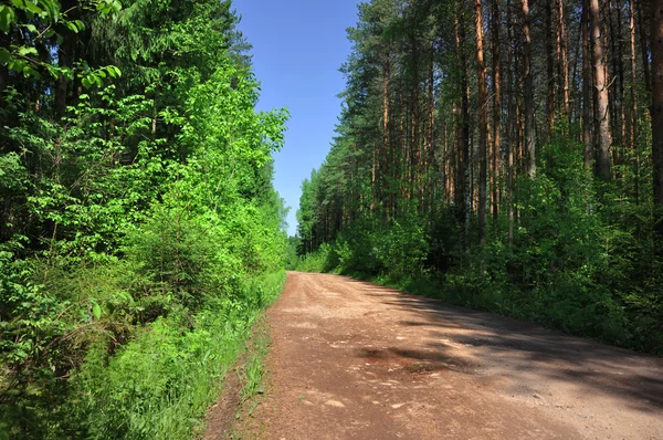 Estrada rural através da floresta — Fotografia de Stock