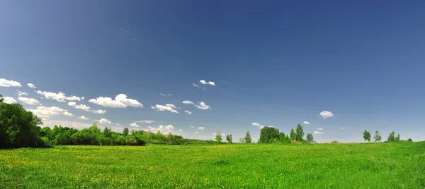 Campo de grama com dente-de-leão sobre fundo madeira distante — Fotografia de Stock