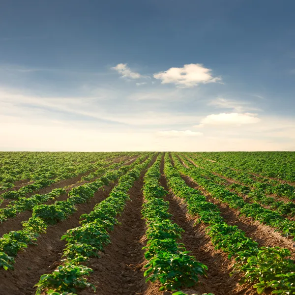 Картофельное поле на закате под голубым небом — стоковое фото