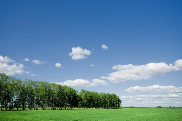 夏天风景的绿色森林与蓝蓝的天空 — 图库照片