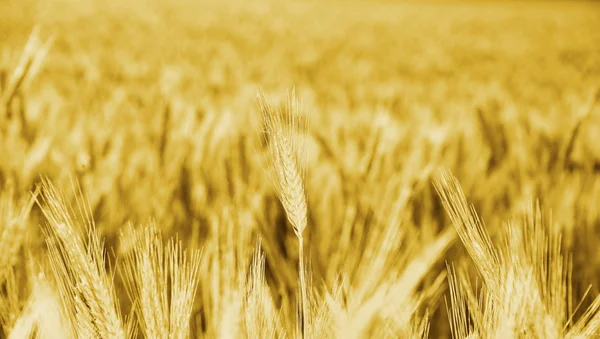 Złoty pszenicy duże pole kukurydzy kultur — Zdjęcie stockowe