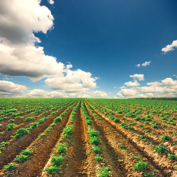 Картофельное поле на закате — стоковое фото