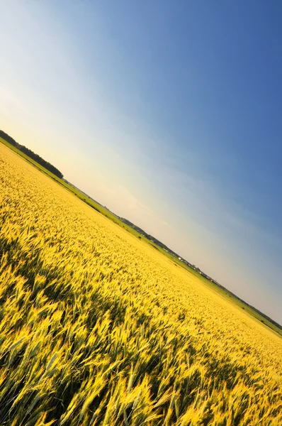 Поле пшеницы — стоковое фото