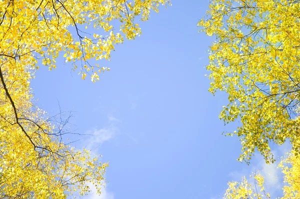 黄色枫叶自然背景 — 图库照片
