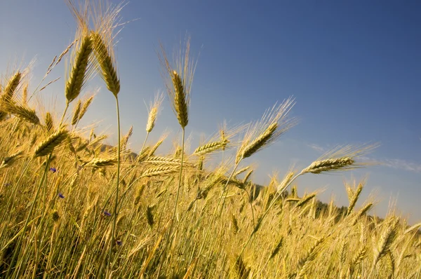 Золота пшениця на фоні блакитного неба — стокове фото