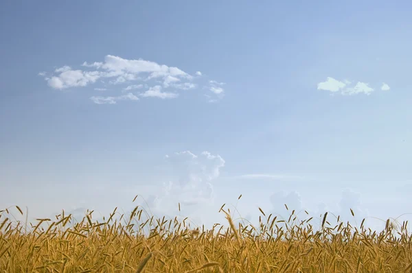 Feld aus goldenem Weizen — Stockfoto