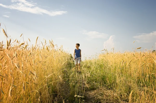 Niño caminando a través del campo de trigo dorado — Foto de Stock
