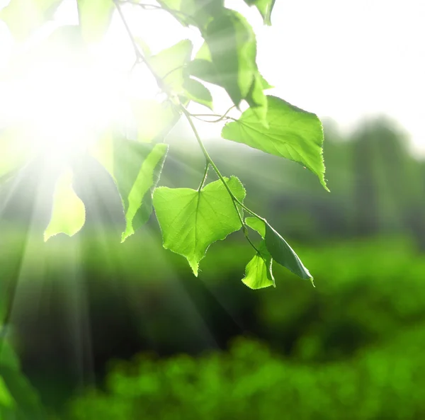 Солнечные лучи и зеленые листья — стоковое фото