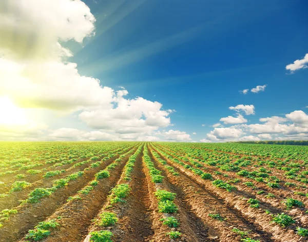 Campo de patatas bajo el cielo azul paisaje — Foto de Stock