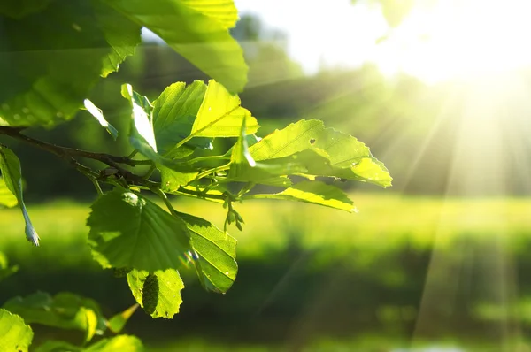 Чистые зелёные листья — стоковое фото